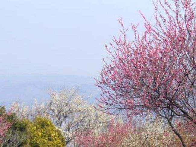 温泉へ行くついでに榛名梅園に寄った。<br />榛名梅園は公園は山の斜面にあり、白梅に紅梅・・見事な枝振りの木がたくさん。<br />見晴らしも良くていい散歩になった。<br /><br />温泉は前にも行った相間川温泉へ。<br />お風呂から出たら、もう上着なんて要らないほど。冷たいお蕎麦が美味しかった。<br /><br />