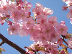 河津桜へ・・リベンジです(^_^)v