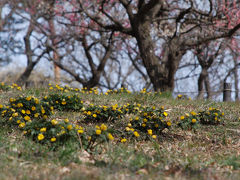 国営武蔵丘陵森林公園の梅と福寿草