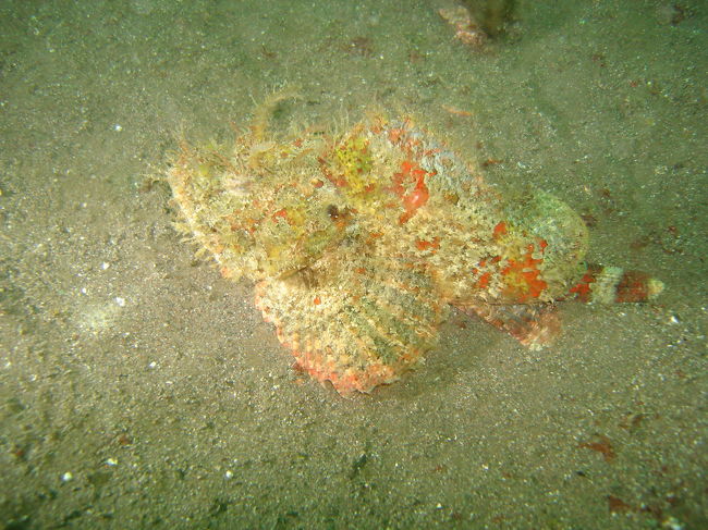 大瀬崎のＤＩＶＥ　SERVICEには、”お誕生日割引”があるところがあります。この制度を使いDIVEに行きました。<br />残念ながら、春にごりで透視度3ｍでした。<br /><br />1.大瀬崎（一本松）<br />　10：13--10：50　水温13度　最大水深25ｍ　平均14ｍ<br />　ウデフリツノダシウミウシ　サラサウミウシ　ハワイウツボ<br /><br />2.大瀬崎（湾内）<br />　13：10--13：52　水温13度　最大水深　21ｍ　平均13ｍ<br />　ヒフキヨウギウオ　サツマカサゴ　ミズヒキガニ