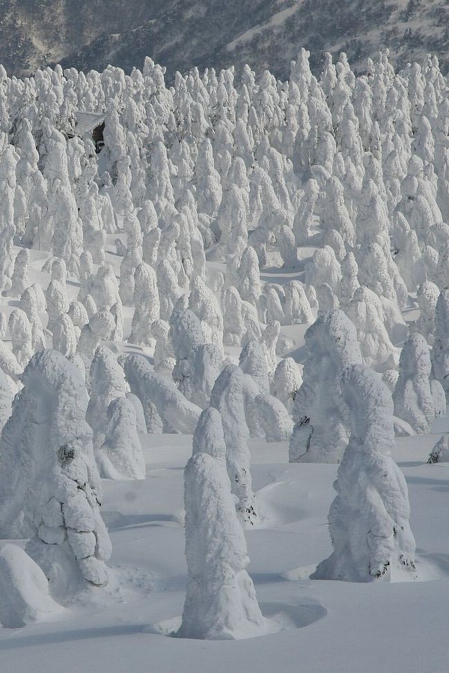 猛吹雪で死ぬかと思った 蔵王の樹氷 ライトアップ 蔵王温泉 山形県 の旅行記 ブログ By どんぴさん フォートラベル