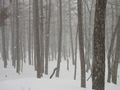 雪舞う小田代ヶ原に遊ぶ。