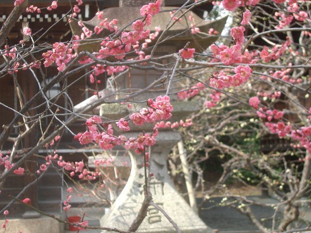 もう梅が三分咲きです。梅の匂いを嗅ぐと春の足音が聞こえます。気分も暖かくなった感じです。