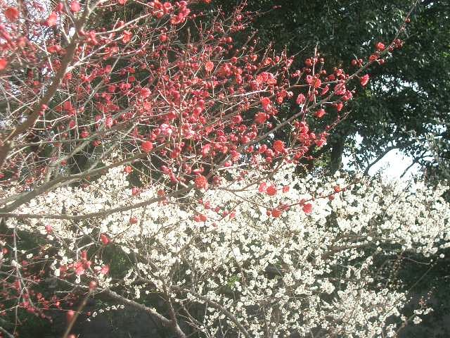 御苑の梅林に今年も来ました。紅梅、白梅と艶をきそって咲いていました。いいにおいです。春は御苑から始まるようです。