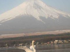 富士山と白鳥