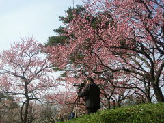 森林公園、２度目の梅と福寿草まつり（1）ウメ、リベンジなる！