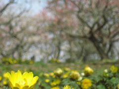 森林公園、２度目の梅と福寿草まつり（2）花木園のウメ以外