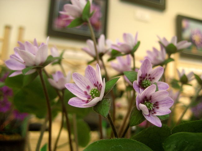 ひょっとして本物の花の展示はないの？<br /><br />都市緑化植物園の「雪の妖精『雪割草』展」の展示室をぐるっと回ったとき、そう思って盛大にがっかりしました。<br />そりゃあ、パネル解説や水彩画、押し花・ドライフラワー展なども良いのですが、まさか本物の花がないなんて……。<br /><br />というのは、私の勘違いでした。<br />隣のビニール温室のようなところに、栽培鉢とはいえ、ちゃんと本物の雪割草が展示されていました。<br />自生の様子を真似たコーナーもありました。<br /><br />雪割草を見るのは初めてです。<br />花の本やチラシの写真を見る限り、５枚の花びらを持つ、花としてはとてもオーソドックスな形をしています。取り立てて珍しい花の姿ではありません。<br />でも、オーソドックスなものは、やっぱり美しいです。<br />そして草木のはかない可憐さは、写真ではなかなか分かりません。<br />だから、鉢植えでもいいから、本物が見たかったのです@<br /><br />そういう私自身だって、本物の雪割草の儚げなさは、上手く写真に捉えられるはずがありません。<br />やっぱり接写では、カメラだからこそ捉えられる、本物以上の存在感と確かな美が優先されます。<br />本物の儚げな美を鑑賞するのは、あくまで肉眼でのみ。<br /><br />代わりに、びっくりするほどたくさんの種類の雪割草を心ゆくまで撮影しました。<br />自生ではなく栽培鉢による企画展ならではの醍醐味ですね。<br /><br />今回の旅行記の構成<br />□（1）ウメ、リベンジなる！<br />□（2）花木園のウメ以外<br />□（3）サイクリングで雪割草展へ<br />■（4）自生じゃなくても、本物の雪割草<br /><br />関連の旅行記<br /><br />２週間前の森林公園の旅行記<br />「梅と福寿草まつりの森林公園（1）たっくんと福寿草」<br />http://4travel.jp/traveler/traveler-mami/album/10219776/<br />「梅と福寿草まつりの森林公園（2）マンサクと、まだちょっとのウメ」<br />http://4travel.jp/traveler/traveler-mami/album/10219779/<br />「梅と福寿草まつりの森林公園（3）野草コースまで足をのばして」<br />http://4travel.jp/traveler/traveler-mami/album/10219782/<br /><br />初めて梅と福寿草まつりに訪れた、去年（2007年）の森林公園の旅行記<br />「武蔵丘陵 森林公園その１：福寿草は、お友達と一緒に@」<br />http://4travel.jp/traveler/traveler-mami/album/10125121/<br />「武蔵丘陵 森林公園その２：これもみんな、福寿草@」<br />http://4travel.jp/traveler/traveler-mami/album/10125170/<br />「武蔵丘陵 森林公園その３：癒しの梅花、近くで撮れれば満足さっ！」<br />http://4travel.jp/traveler/traveler-mami/album/10125281/<br /><br />国営武蔵丘陵森林公園公式サイト<br />http://www.shinrin-koen.go.jp/