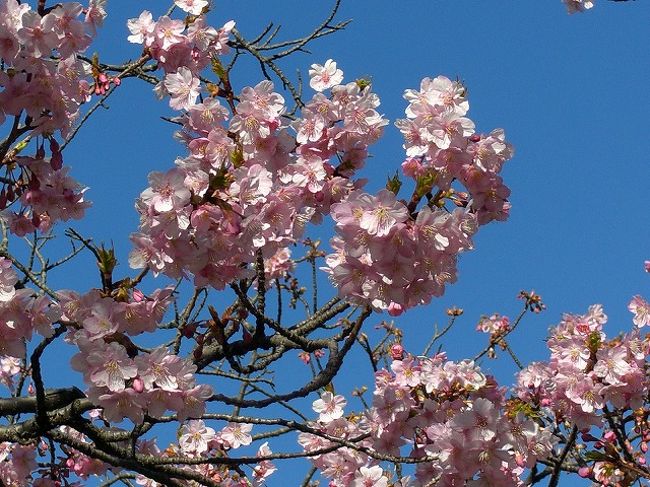 稲毛海岸駅前の河津桜 千葉市 千葉県 の旅行記 ブログ By Yo Haiさん フォートラベル