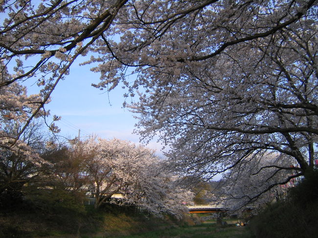 国道24号線を京都から奈良方面に向かって走ると、山城大橋（R307号との交差点)を過ぎて京都府綴喜郡井手町という小さな町があります。<br />井手町の中心部を流れる玉川沿いは隠れた花見の名所です。<br />※我が家からは10分で行くことができます。<br />井手町には「地蔵禅院」というお寺があり、そのしだれ桜も有名なのですが、訪れた時刻が夕方だったため、行くことはできませんでした。<br /><br />京都の名だたる桜の名所に比べると、人出も少なく、ゆっくりと花見を楽しむことができる穴場です。
