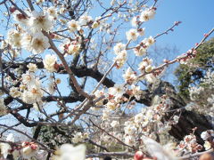 海外へ旅立つ、花嫁とのお別れツアーで、梅めぐり・・・(T_T)/~~~