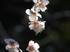 木漏れ日の井の頭恩賜公園