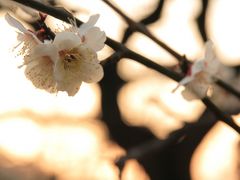 大倉山公園は梅で満開