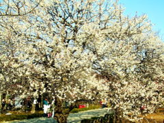 偕楽園　2008春　梅まつり　隅から隅までくまなく散策