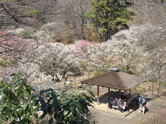 大倉山公園　梅園