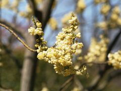 2008春、早春の白鳥庭園(1/4)：堀川、ジュリアン、菜の花、カンアヤメ、アオモジ