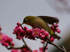 北野天満宮の梅の花