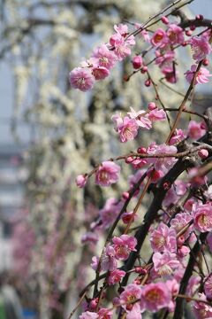 2008春、満開が近い枝垂れ梅(1/3)：名古屋市農業センター、街路樹の枝垂れ梅