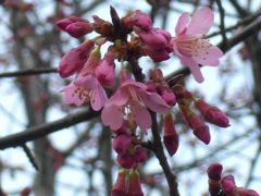 稲毛海岸の？？？桜