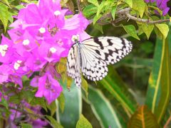 沖縄の美ら海水族館に行ってきました。vol　２