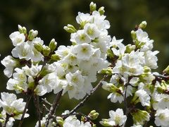 桜を探しに神代植物園に行くはずがバスを間違えて降りてしまい深大寺寄り道