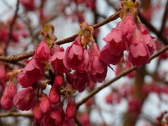 寒緋桜を見に上野公園へ