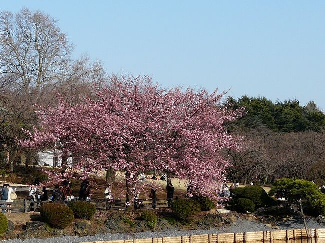 前回まだ咲いてなくて気になった東海桜をチェックするために行ってみたが　まだ1個しか咲いてない<br /><br />しょうがないので　シュゼンジカンザクラ、寒緋桜、チェックして帰ってきた