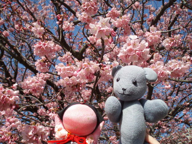 防府市は向島小学校の寒桜を見ようと思い立ち、いもうと（クマ持ち主母）を「桜を見に行こう」と誘ったら、「上関町の河津桜？」と返されました。<br /><br />ということで、ハシゴで桜見物のはずが、脱線しまくる１日となったのでした。