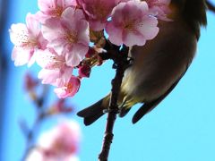 静岡/河津桜で春の息吹を感じる伊豆＠茄子のはな(2008年2月&3月）