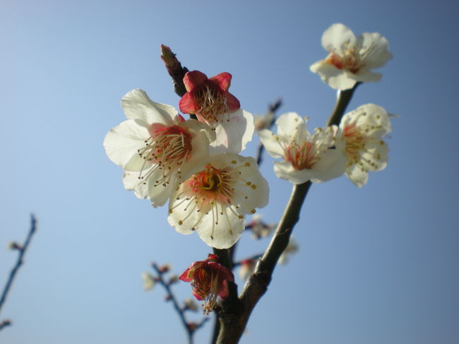 　４トラで梅の花の旅行記を見て感化され本日３月１６日に梅花を求めてカメラ片手に外出。当初、服部緑地に向かった。果たして、梅林の花は散り始めていた。急遽別の場所に向かうことにした。万博公園も考えたが枚岡梅林に向かうことにした。理由は「行ったことがないから」<br />　御堂筋線から近鉄奈良線に乗り「枚岡」駅下車。坂道をしばらく登ると梅林が･･･。ここも花は散りかけていた。期待していた満開の梅林を見ることは出来なかったけど快晴の空の下、大阪を一望できる梅林での午後の一時を満喫しました。