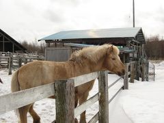 ちゃあちゃんの孫、馬子に引かれる