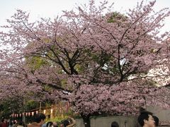 2008春　上野公園・湯島天神
