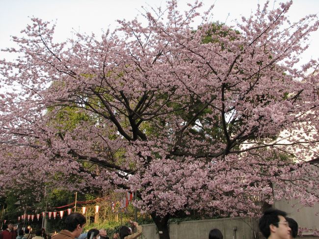 前日、偕楽園で見事な梅を堪能したことから、<br />東京の梅はどんなかしらと興味がわき、急遽「湯島天神」<br />に行くことを思いつく。<br />上野駅から上野公園を通り、不忍池を散策しがてら、<br />湯島天神へ向かう。<br />残念ながら、お目当ての梅は盛りを過ぎており、前日に<br />見事な梅を目にしているゆえに、寂しさがつのる。<br />上野公園交番前の早咲き桜は、まだまだ満開。<br />写真に納める人で混み合っていた。<br />不忍池周辺の桜のつぼみのふくらみを確認。<br />来る花見シーズンに向け、公園内の特設ゴミ収集所の設置も<br />完了した模様。<br />あとは開花を待つのみで、実に待ち遠しい。