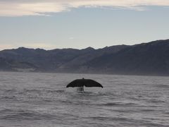 クライストチャーチ・カイコウラ・オークランド初秋の旅