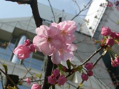 銀座で桜見っけ