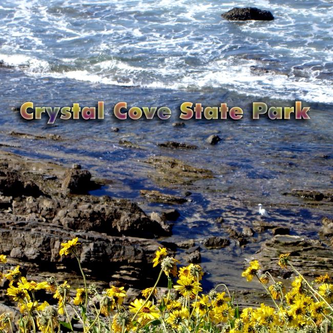 １００冊目のアルバムはオレンジ郡で最も綺麗な州立公園クリスタルコーブ(Crystal Cove)です。　　<br /><br />わりあいに近くにあって、綺麗なのでよく行く公園ですが今回の訪問は　１）公園内の歴史的地域にレストランがオープンしたと云うので昼食に、そして　２）野生の花(wild flowers)を見るのが目的でした。