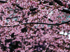 雨に濡れる密蔵院の安行桜