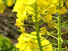 近江路・河辺いきものの森