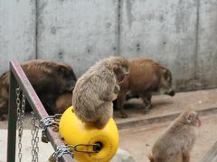 福岡市動植物園の2008春