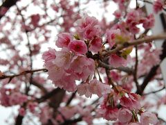 伊東に桜を見に行ったら雨でした　(´･ω･｀)ｼｮﾎﾞｰﾝ