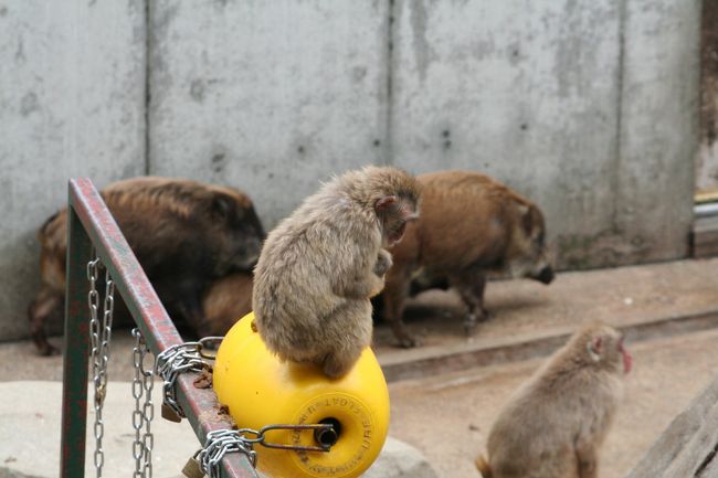 福岡市動植物園に行ってきました。小学校のお別れ遠足で「猿山にイノシシがいるから見せてあげたい」と子どもが喜んで話してくれたので、行ってきました。