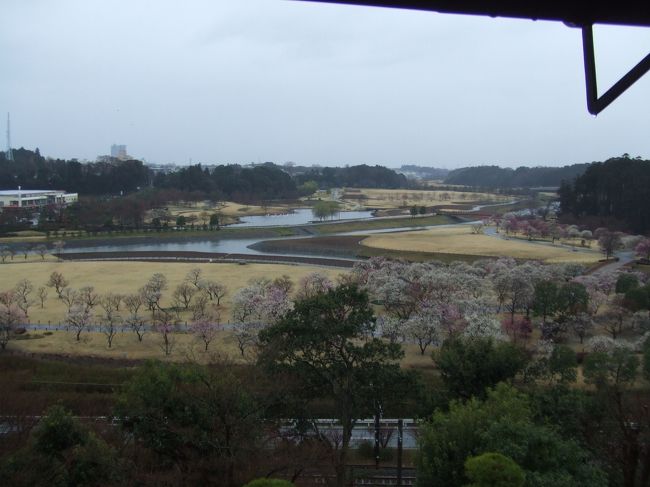 今回の青春１８切符のたびのはじめは水戸偕楽園。<br /><br />１月の高松栗林公園・岡山後楽園<br />２月の浜離宮恩賜公園<br />に続く庭園観光。<br /><br />梅が満開でした。<br />しかし・・・大雨です。<br /><br />全部周ったあと雨がやみました・・・<br /><br />１日目　自宅最寄駅−水戸−実家最寄駅−新宿−MLえちご<br />２日目　新潟−福井−金沢<br />３日目　金沢−名古屋<br />４日目　名古屋−弁天島−沼津−熱海−自宅最寄駅