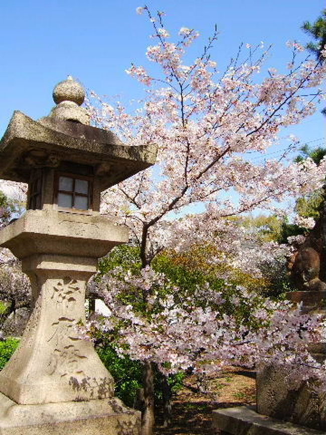 昨年の春(２００７年４月５日)、快晴の空を見上げ、思い立ったようにカメラを手に、桜の花を求めて歩いて見ました。<br />大阪には、あの有名な大阪天満宮、通称、天神さんがありますが、道明寺天満宮には、菅原道真公のおば様であります覚寿尼公がお住まいになられていました。菅原道真公は、ここ道明寺を第二の故郷として慕われていたそうです。<br /><br /><br />