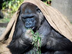  童心に帰って、上野動物園へ