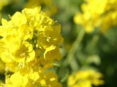 菜の花満開 浜離宮恩賜庭園