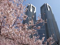 2008桜開花！新宿中央公園