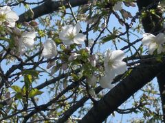 小菅で桜