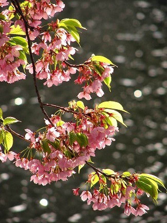 ポカポカ日和の土曜日。<br />買い物がてら新宿御苑にお花見に行ってきました。<br />去年の模様を先日upしたばかりですが、<br />偶然今年もちょうど同じ時期の御苑散歩となりました。<br />自然、桜の花の咲き具合も去年とほぼ変わらず、、<br />どうせなら時期をちょっとずらして行けば良いのにな<br />と我ながら思ったりしたのですが、<br />そうそう、来週は義父の誕生日があるので<br />プレゼントの買い物ついでなのですよね。<br />それは去年も同様で。<br />園内を歩きながら、去年はああだったこうだったと<br />記憶の中の花々と比べながら、楽しくお散歩してまいりました。<br /><br />余談ですが、、義父には酒器のセットを購入しました。<br />あれこれ選んでいたら、すっかり日本酒が飲みたくなってしまって、<br />しっかり我が家用にもお酒を買って、<br />楽しく晩酌しましたとさ。めでたしめでたし(*^_^*) 