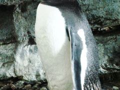 北紀行13　ペンギンの生態観察☆　雪原散歩・水中給餌など