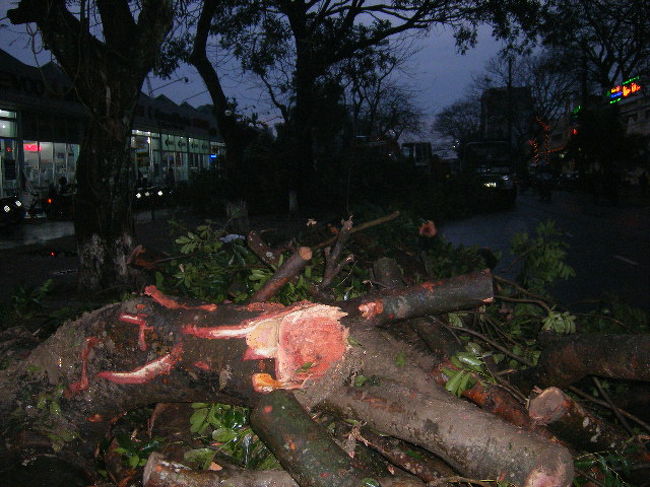 2008年3月22日早朝、ハイフォンで暴風雨があった。<br />市内、ハーバービューホテル周辺の道路でも倒木、約１０時間後に訪れたのだが、道をふさいでいた木はチェーンソーで切り刻まれ、回収を待っている状態だった。<br />ハイフォンはベトナム北部の主要貿易港。<br />港では、コンテナが崩れ落ち、かなりの損害を出した事と推察される。　空のコンテナばかりでは無く、輸入陸揚げされたものやこれから輸出される為にヤードに入れられたものも含め、被害に遭った様だ。<br />詳しい事は月曜日以降の各社、港湾管理業者等の報告を待つ段だが、実際に見た感じでは、少なくない被害が見られた。